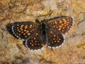 Melitaea britomartis (Melike Amannisa)